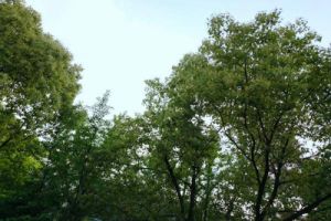 环保新质生产力 |新建和田至若羌铁路风沙防护治理示范工程