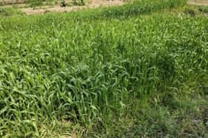吉林市生态环境局科学推进污染地块治理修复