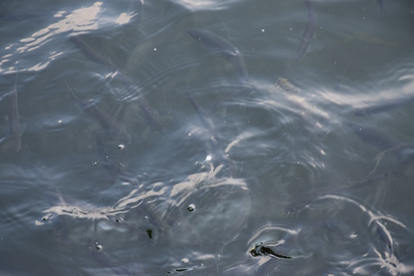 湖北省全省疑似农村黑臭水体监管清单发布！