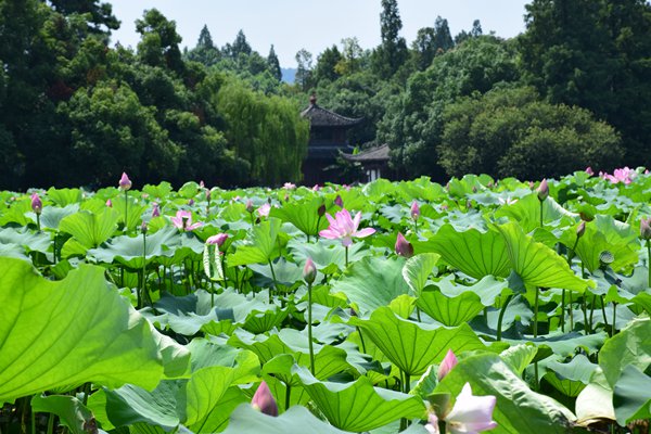泰州：以“活水善治”铺展水城幸福图景
