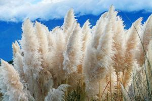 《盐城市农作物秸秆综合利用条例》更新发布！