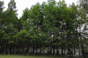 “十四五”财政资金累计投入1585亿元 支持大气污染治理项目1.2万个