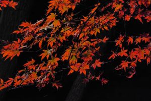 生态环境法典护航生态环境治理