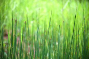 2斤秸秆换1斤有机肥！眉山解锁秸秆 “变废为宝” 新招式