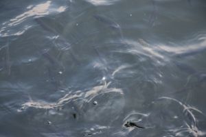 综合利用藻泥底泥 助力打造巢湖“最好名片”