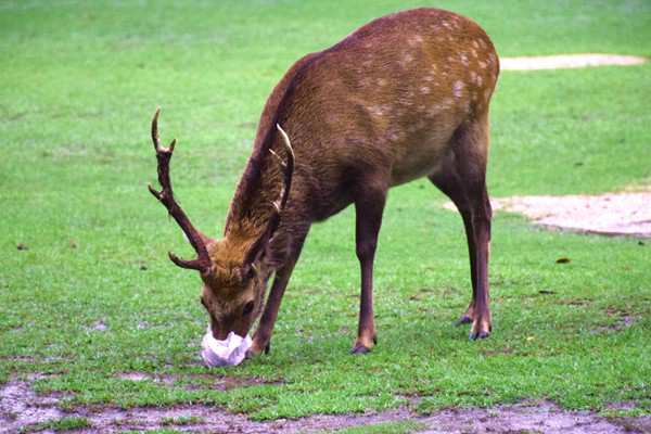 《四川省畜禽养殖业污染物排放标准》自2026年10月1日起实施