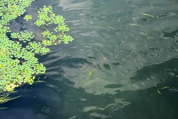 庐江县：聚力农村小微水体抽样调查 以精准监测推动精准治理